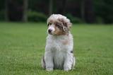 BERGER AUSTRALIEN PUPPIES 824